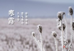 二十四节气寒露的含义是什么