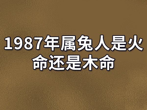 87年属什么的生肖2023年多大