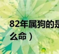 82年属狗最佳贵人婚配