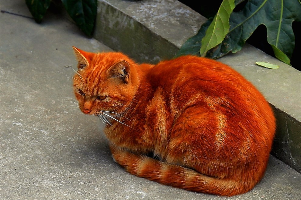 梦见大黄猫是什么意思