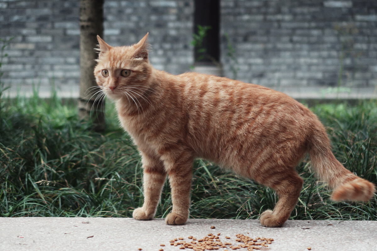 梦见大黄猫是什么意思